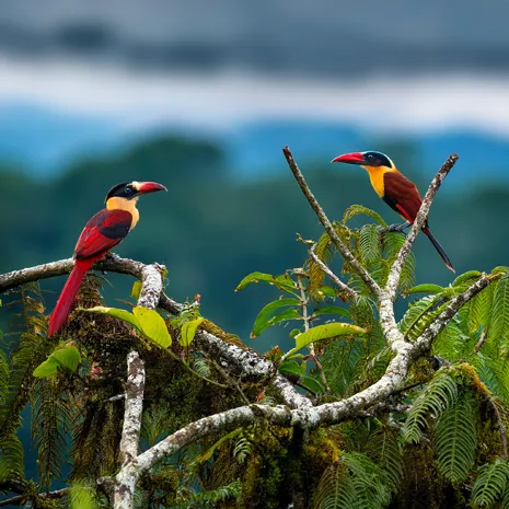 Cátedra de Enseñanza de las Ciencias Naturales