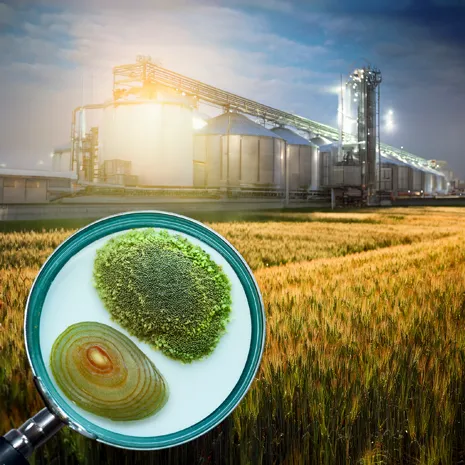 Cátedra de Gerencia y Desarrollo Agroindustrial