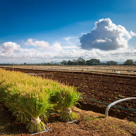Cátedra de Investigación, Extensión y Tecnología Agropecuaria