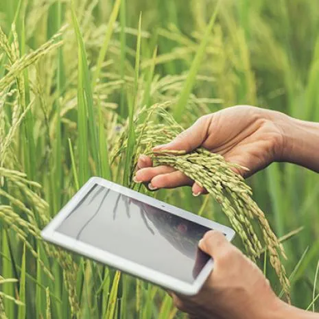 tablet en campo de trigo